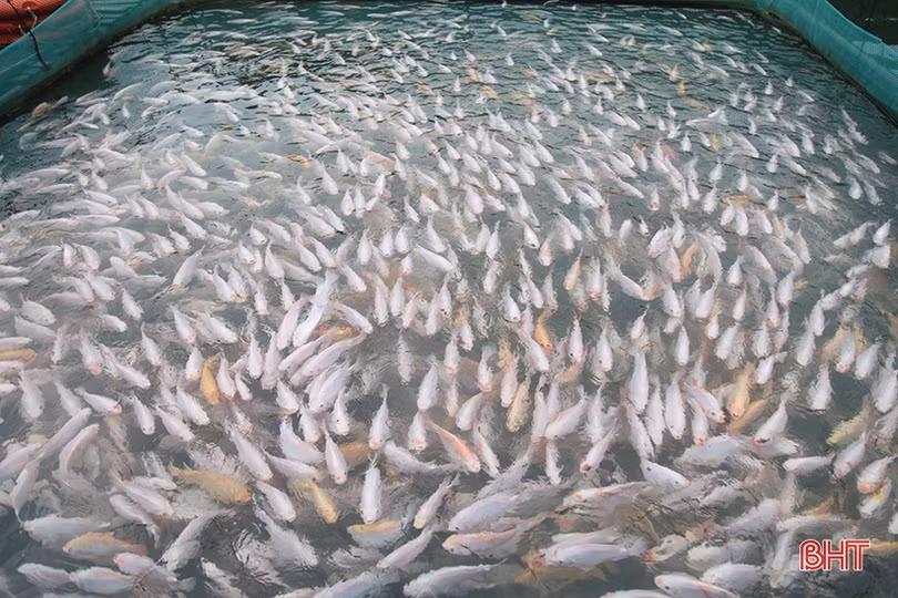 Sớm khắc phục các điểm sạt lở do mưa lớn ở Vũ Quang