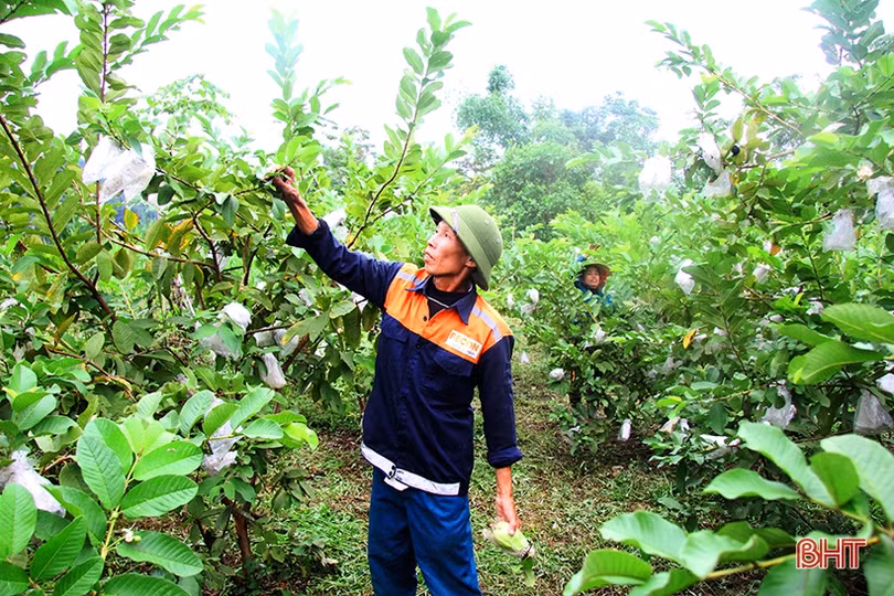 Vườn ổi Đài Loan sai quả trên đất vườn ở Hương Sơn