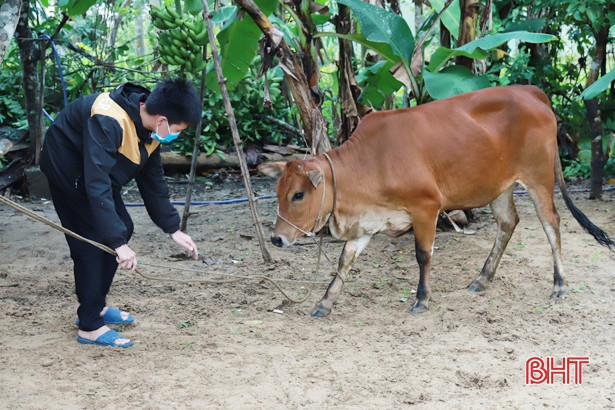 Trao bò sinh sản hỗ trợ phụ nữ khó khăn ở Nghi Xuân