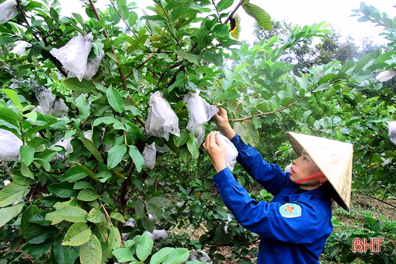 Vườn ổi Đài Loan sai quả trên đất vườn ở Hương Sơn