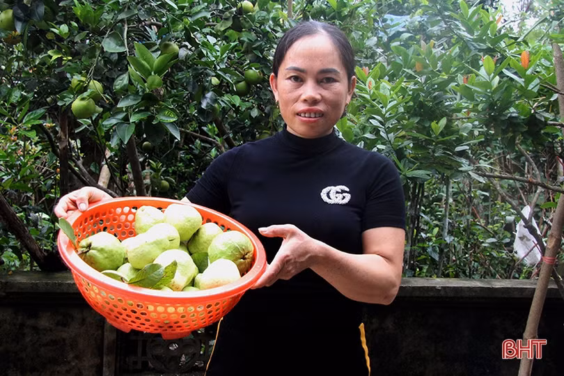 Vườn ổi Đài Loan sai quả trên đất vườn ở Hương Sơn