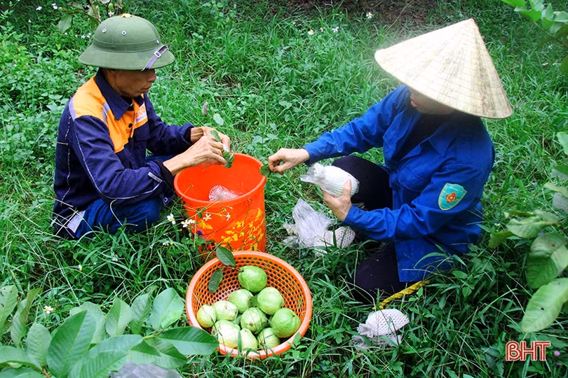 Vườn ổi Đài Loan sai quả trên đất vườn ở Hương Sơn