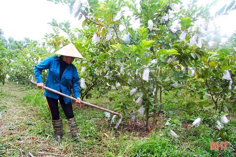 Vườn ổi Đài Loan sai quả trên đất vườn ở Hương Sơn