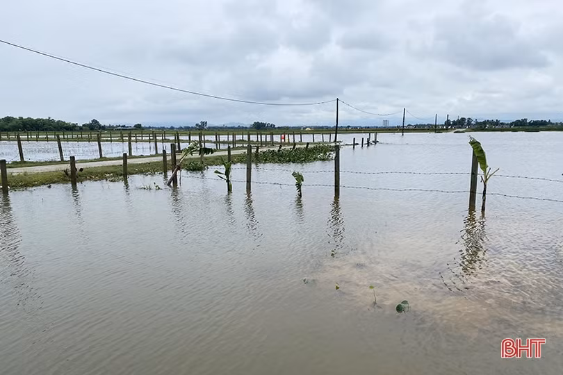 Khắc phục thiệt hại, hỗ trợ người dân Hà Tĩnh sản xuất vụ đông sau mưa lớn