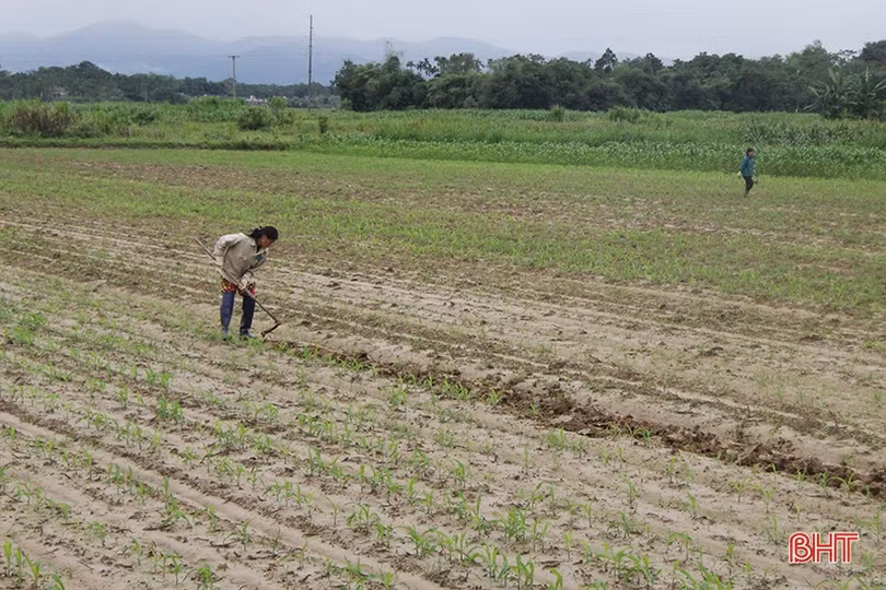 Khắc phục thiệt hại, hỗ trợ người dân Hà Tĩnh sản xuất vụ đông sau mưa lớn