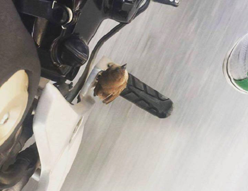 10 anh hai hot nhat facebook trong ngay