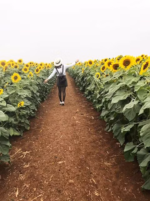 canh dong hoa huong duong lon nhat viet nam ruc ro dau dong