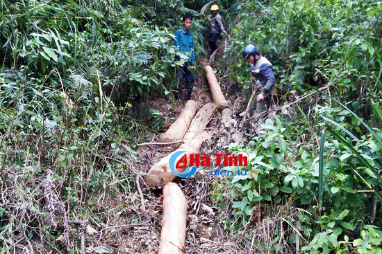 bi phat hien van chuyen go trai phep 4 doi tuong bo cua chay nguoi