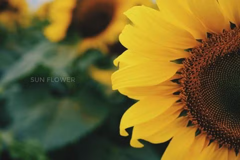 canh dong hoa huong duong lon nhat viet nam ruc ro dau dong