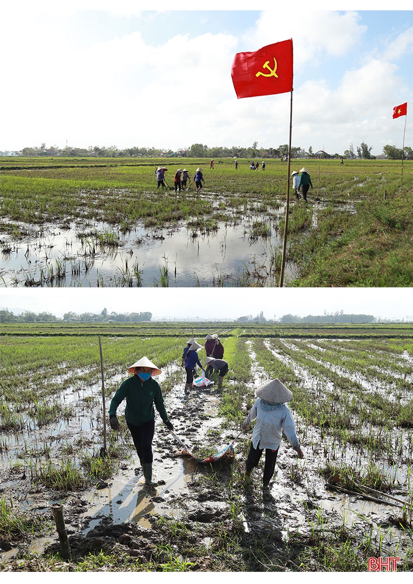 Phá bờ thửa nhỏ hình thành ô thửa lớn - cuộc cách mạng trong nông nghiệp Hà Tĩnh (bài 1): Từ những chủ trương, chính sách đúng, hợp lòng dân