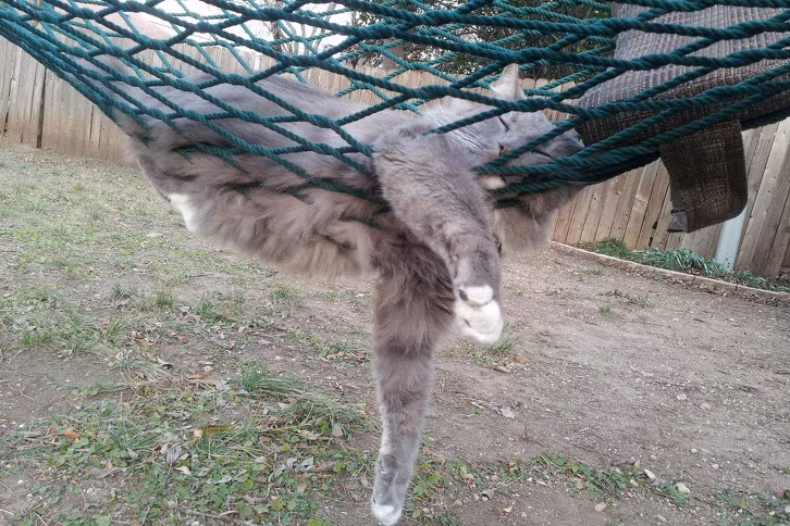 Hài hước với khoảnh khắc chị em bị động vật “tấn công” bất ngờ