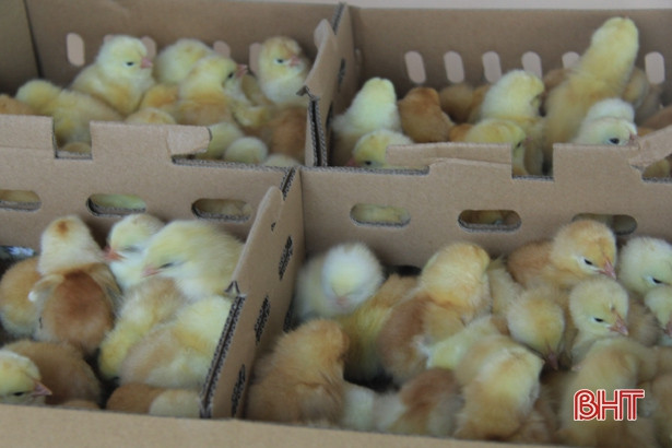 Trao tặng 1.300 con gà giống cho hộ nghèo ở Nghi Xuân