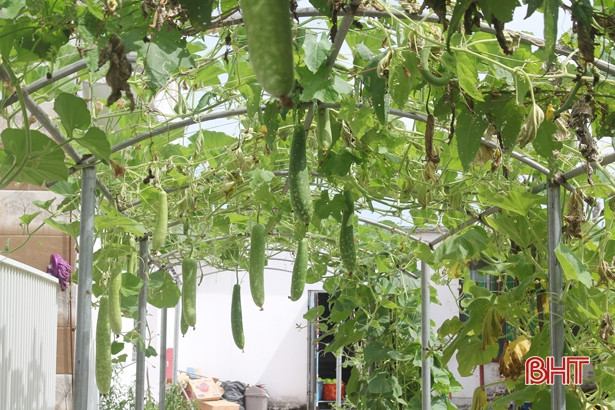 Những “nông dân” tí hon trên vườn rau xanh Trường Mầm non Trung Kiên