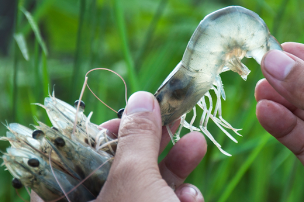 Khi mua tôm, người sành sẽ không chọn những con có đặc điểm này, đến người bán cũng khâm phục