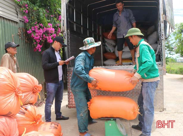 Lúa VietGAP Hà Tĩnh xuất ngoại