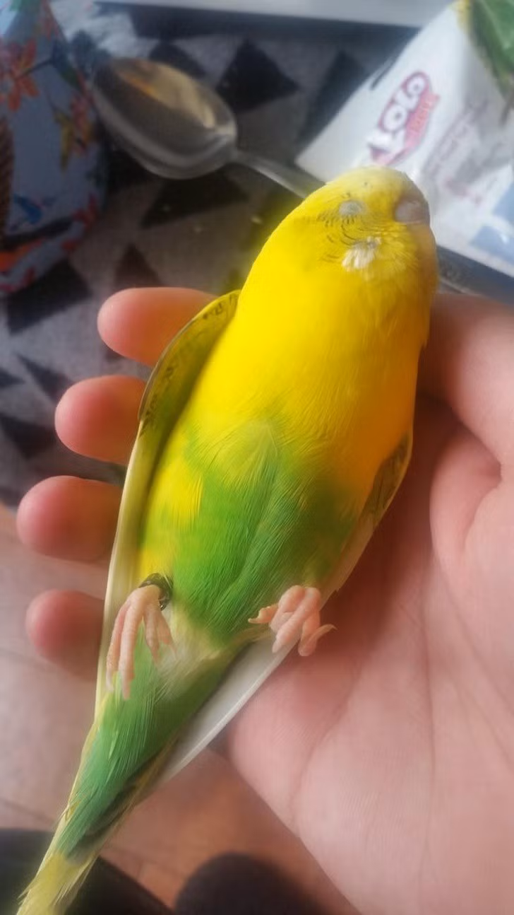 Hài hước với những tư thế ngủ “khó đỡ” của động vật