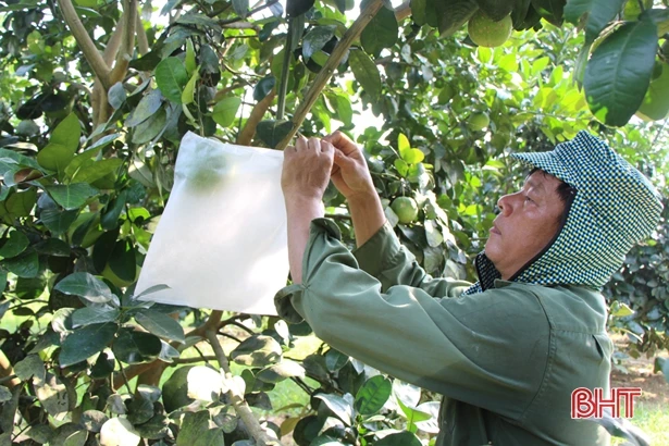 Xã miền núi Hà Tĩnh có hàng trăm “triệu phú” nhờ xóa vườn tạp, khai phá đồi hoang