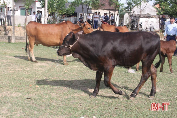 Nông dân Hương Khê chuyển hướng đầu tư nuôi bò siêu thịt