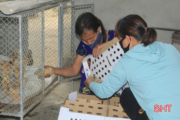 Trao tặng 1.300 con gà giống cho hộ nghèo ở Nghi Xuân