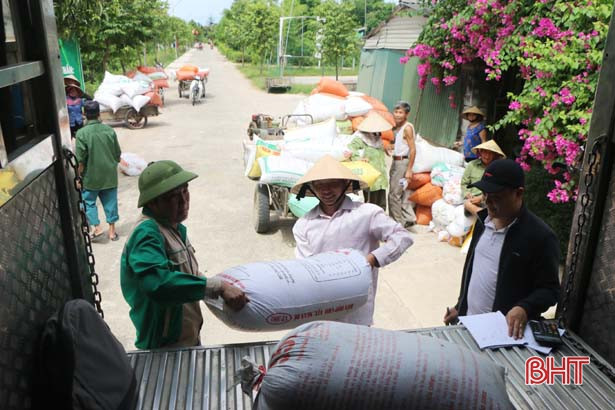 Lúa VietGAP Hà Tĩnh xuất ngoại