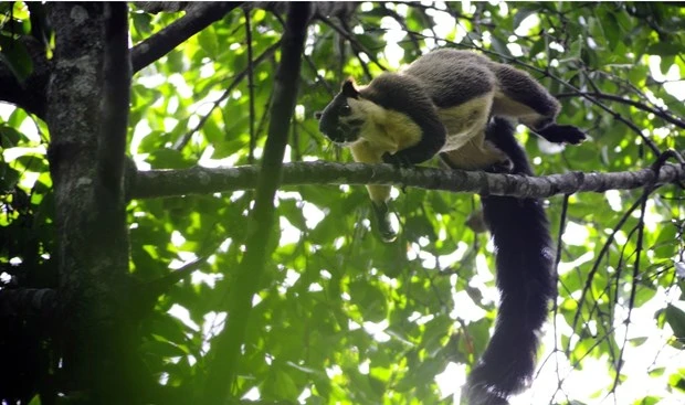 Ngày Môi trường thế giới năm 2020: Nỗ lực lan tỏa “hành động xanh