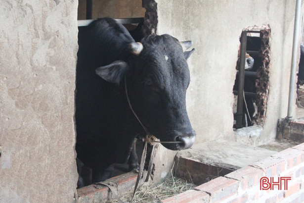 Nông dân Hương Khê chuyển hướng đầu tư nuôi bò siêu thịt