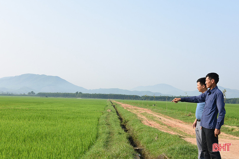 Ông Nguyễn Sỹ Tiến trên cánh đồng sản xuất một giống sau chuyển đổi ruộng đất. A4.jpg