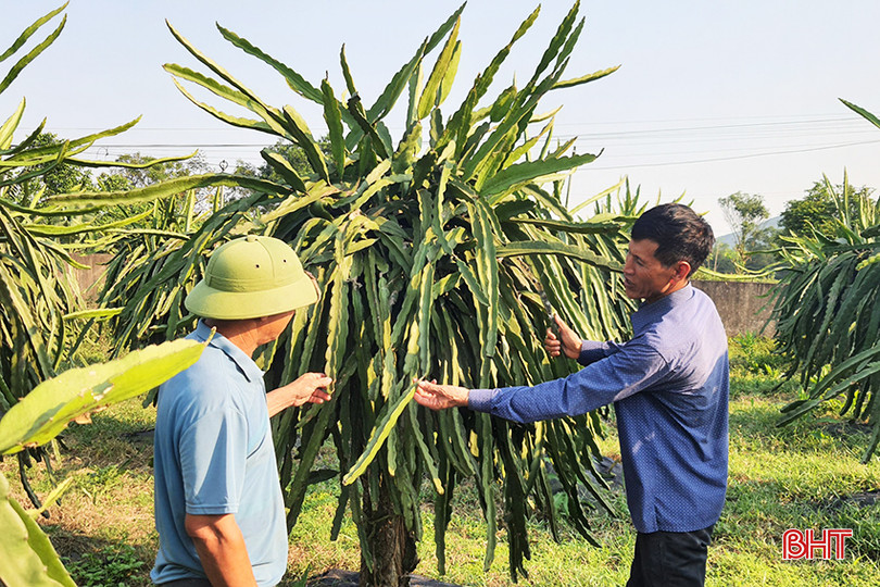Ông Nguyễn Sỹ Tiến thăm vườn mẫu của người dân trong thôn. A9.jpg
