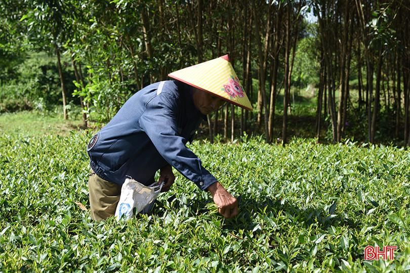 Vườn chè vừa được anh Đấu đầu tư khôi phục sau thời gian bị bỏ hoang đã bắt đầu cho thu nhập. A4.jpg