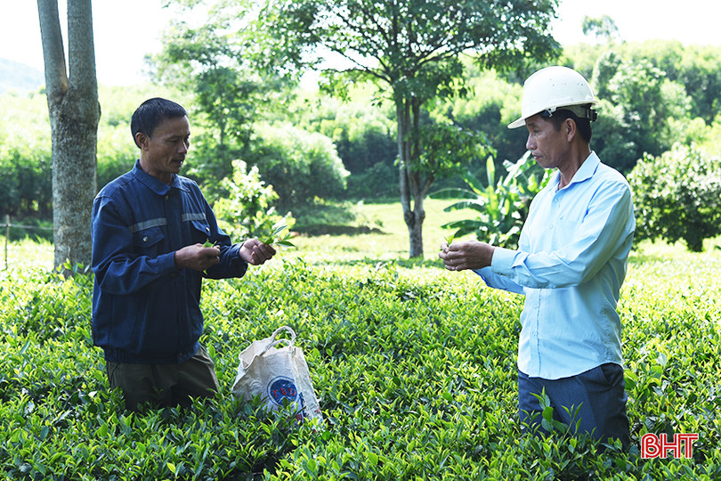 Anh Đấu và lãnh đạo xã Kỳ Thượng trao đổi kỹ thuật sản xuất chè nguyên liệu. A1.jpg