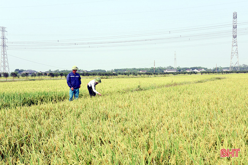 Cánh đồng thửa lớn ở thôn Hoà Hợp (Kỳ Văn) chuẩn bị bước vào vụ gặt. A1.jpg