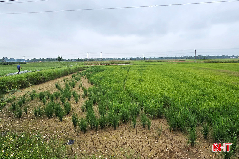 Nhiều diện tích ruộng ở thôn Văng Khang (xã Tùng Châu) nứt nẻ do thiếu nước. Nhiều diện tích ruộng ở thôn Văng Khang (xã Tùng Châu) nứt nẻ do thiếu nước.