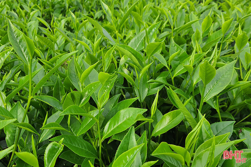Việc đầu tư hệ thống tưới bài bản giúp năng suất chè của các xã vùng thượng Kỳ Anh được nâng lên đáng kể. A5 Chè đẹp.jpg