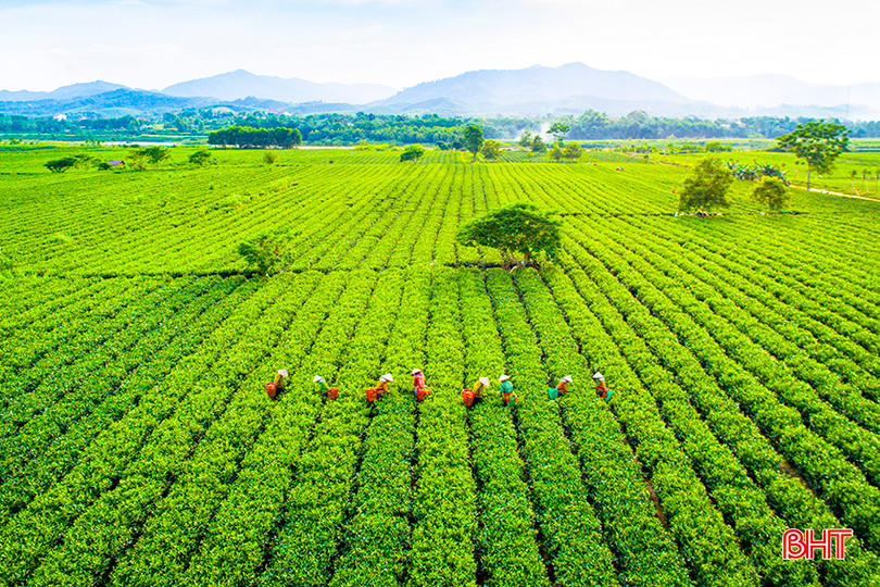 Đồi chè xã Sơn Kim 2 (Hương Sơn). Ảnh: Thanh Hải b2.jpg
