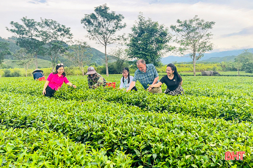 Đoàn chuyên gia đến từ Ngân hàng Phát triển châu Á (ADB) khảo sát đồi chè Hương Trà (Hương Khê) trong quá trình thực hiện dự án tài trợ phát triển du lịch bền vững cho Hà Tĩnh, dịp cuối năm 2023. b6.jpg