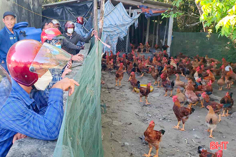 Thương lái đến đặt mua gà của Tổ hợp tác chăn nuôi gà sạch (xã Đỉnh Bàn, Thạch Hà). a4.jpg