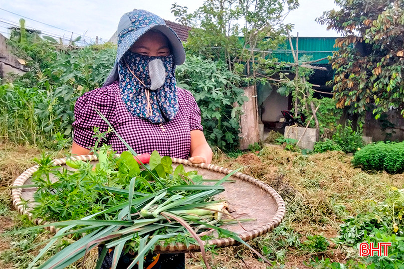 Buổi trưa tết Đoan ngọ là dịp để người dân quê tôi tìm hái thảo dược như: sả, chanh, hoa ngò gai... làm các vị thuốc nam để chữa các bệnh cảm cúm, thông thường. a3.jpg