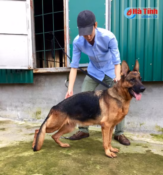 Với bản tính trung thành, thông minh khiến giống becgie đang được ưa chuộng Với bản tính trung thành, thông minh khiến giống becgie đang được ưa chuộng