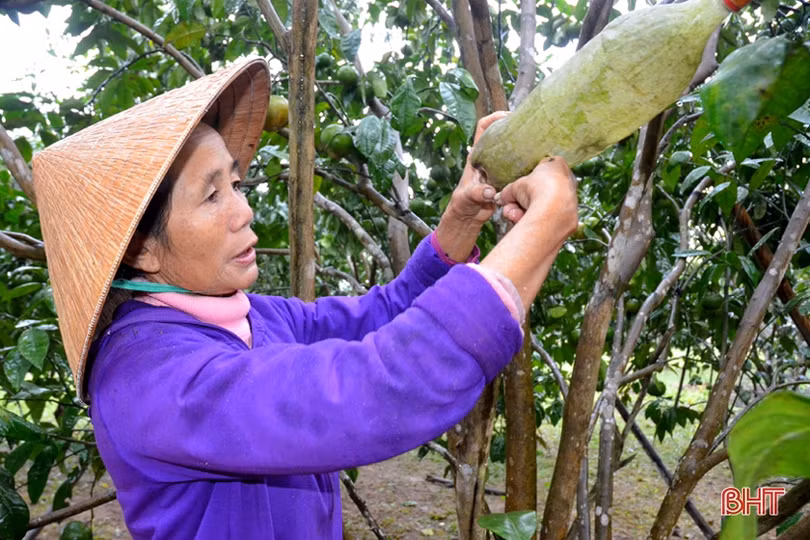 Lên vùng thượng Kỳ Anh, xem Bí thư Chi bộ tiên phong làm “vườn sạch”