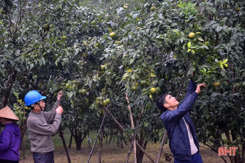 Lên vùng thượng Kỳ Anh, xem Bí thư Chi bộ tiên phong làm “vườn sạch”