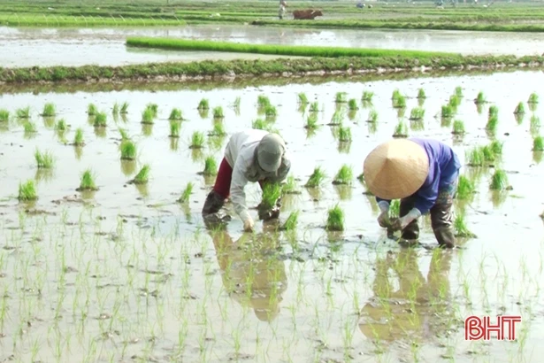 Nông dân Đức Thọ đồng loạt ra đồng, gieo cấy lúa xuân kịp thời vụ