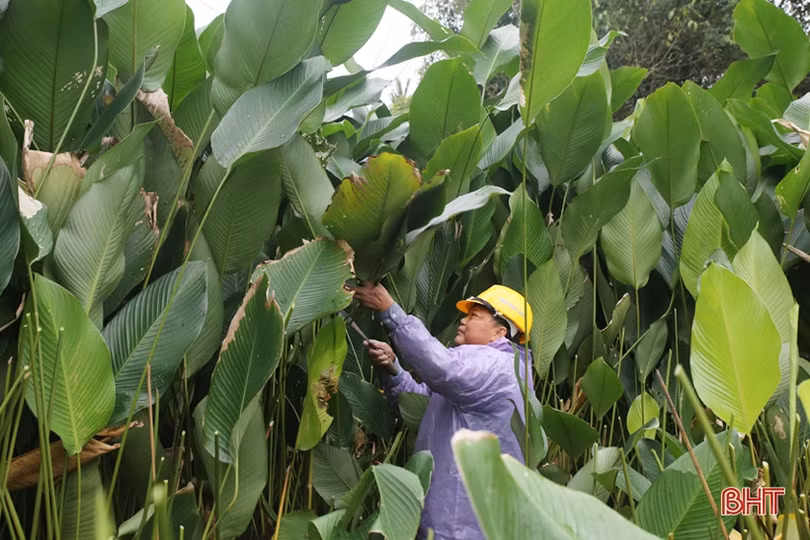 “Thủ phủ lá dong” lớn nhất Hà Tĩnh hối hả vào vụ tết