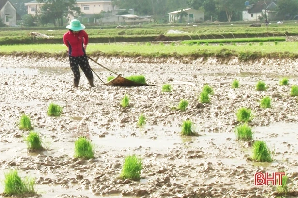 Nông dân Đức Thọ đồng loạt ra đồng, gieo cấy lúa xuân kịp thời vụ