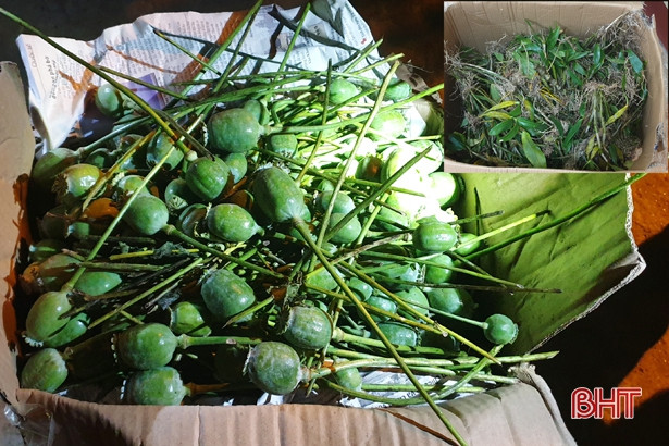 Phát hiện 9 kg quả thuốc phiện tươi trên xe khách từ Hà Tĩnh đi Hà Nội