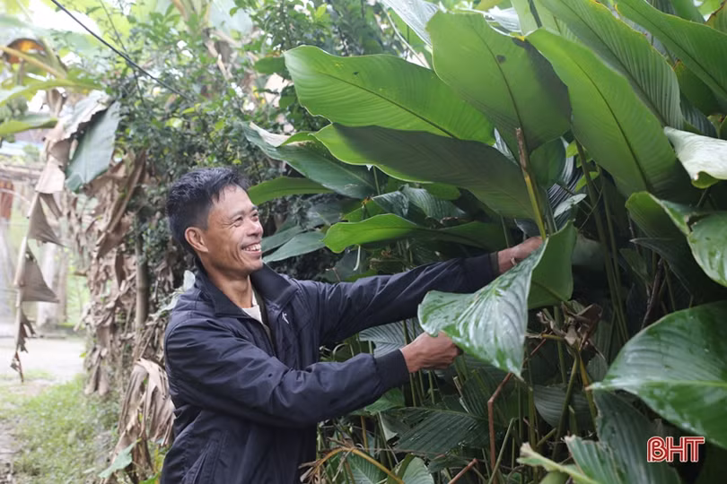 “Thủ phủ lá dong” lớn nhất Hà Tĩnh hối hả vào vụ tết