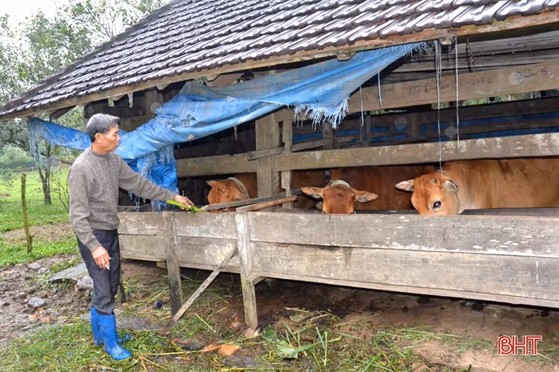 Lên vùng thượng Kỳ Anh, xem Bí thư Chi bộ tiên phong làm “vườn sạch”
