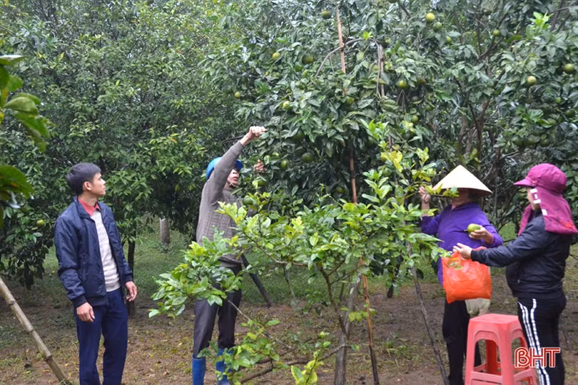 Lên vùng thượng Kỳ Anh, xem Bí thư Chi bộ tiên phong làm “vườn sạch”