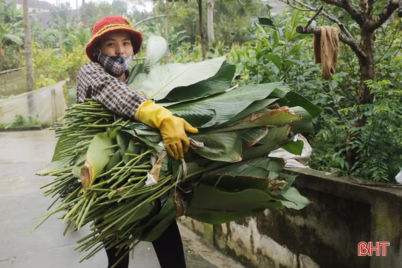 “Thủ phủ lá dong” lớn nhất Hà Tĩnh hối hả vào vụ tết