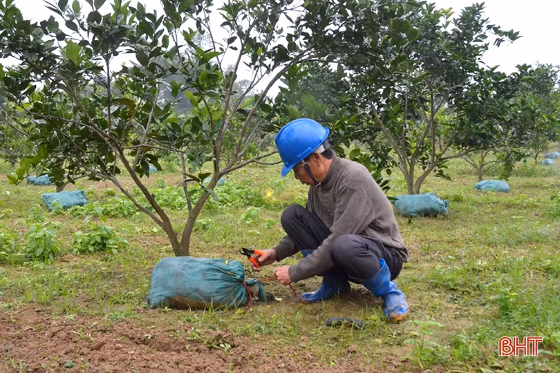 Lên vùng thượng Kỳ Anh, xem Bí thư Chi bộ tiên phong làm “vườn sạch”