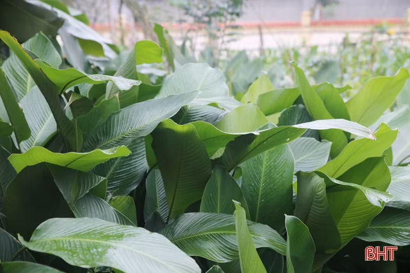 “Thủ phủ lá dong” lớn nhất Hà Tĩnh hối hả vào vụ tết